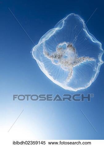 Stock Photography - "Moon jellyfish, Common jellyfish (Aurelia aurita), Baltic Sea, off Darss, Mecklenburg-Western Pomerania, Germany, Europe". Fotosearch