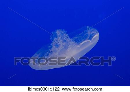 "Moon jellyfish or Moon Jelly (Aurelia labiata), Monterey Bay Aquarium, monterey, California, United States, North America" View Large Photo Image Stock Image - "Moon jellyfish or Moon Jelly (Aurelia labiata), Monterey Bay Aquarium, monterey, California, United States, North America". Fotosearch