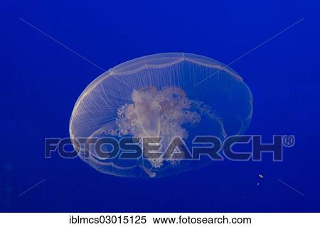 "Moon jellyfish or Moon Jelly (Aurelia labiata), Monterey Bay Aquarium, monterey, California, United States, North America" View Large Photo Image Stock Photography - "Moon jellyfish or Moon Jelly (Aurelia labiata), Monterey Bay Aquarium, monterey, California, United States, North America". Fotosearch