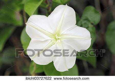 "Moonflower or Moon Vine (Ipomoea alba), Sanibel Island, Florida, United States, North America" View Large Photo Image Stock Image - "Moonflower or Moon Vine (Ipomoea alba), Sanibel Island, Florida, United States, North America". Fotosearch