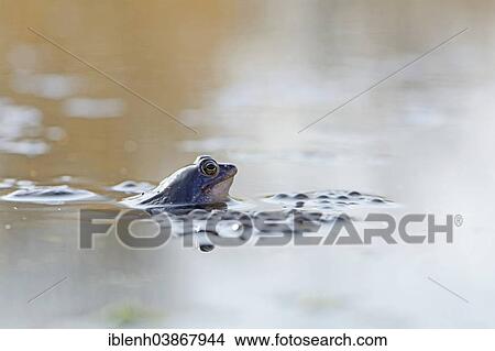 "Moor Frog (Rana arvalis), Emsland region, Lower Saxony, Germany, Europe" View Large Photo Image Picture - "Moor Frog (Rana arvalis), Emsland region, Lower Saxony, Germany, Europe". Fotosearch