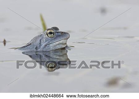 "Moor Frog (Rana arvalis), Feldberg Lake, Mecklenburg-Western Pomerania, Germany, Europe" View Large Photo Image Picture - "Moor Frog (Rana arvalis), Feldberg Lake, Mecklenburg-Western Pomerania, Germany, Europe". Fotosearch