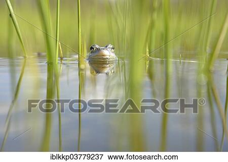 "Moor Frog (Rana arvalis) in shallow water, Saxony-Anhalt, Germany, Europe" View Large Photo Image Stock Photo - "Moor Frog (Rana arvalis) in shallow water, Saxony-Anhalt, Germany, Europe". Fotosearch