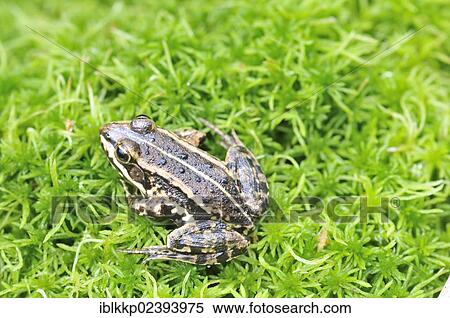 "Moor Frog (Rana arvalis), Lower Lusatian Heath Nature Park, Brandenburg, Germany, Europe" View Large Photo Image Stock Photography - "Moor Frog (Rana arvalis), Lower Lusatian Heath Nature Park, Brandenburg, Germany, Europe". Fotosearch