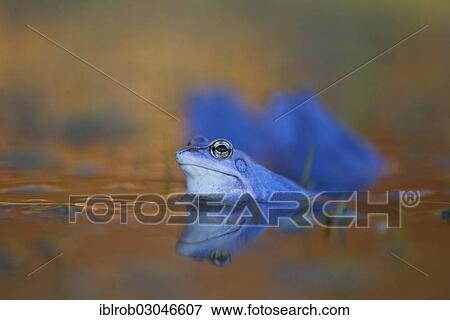 "Moor Frog (Rana arvalis), male during mating season, Feldberg Lake District, Mecklenburg-Western Pomerania, Germany, Europe" View Large Photo Image Stock Photo - "Moor Frog (Rana arvalis), male during mating season, Feldberg Lake District, Mecklenburg-Western Pomerania, Germany, Europe". Fotosearch