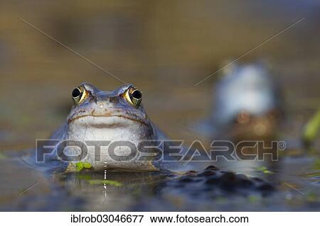 "Moor Frog (Rana arvalis), male during mating season, Feldberg Lake District, Mecklenburg-Western Pomerania, Germany, Europe" View Large Photo Image Stock Photo - "Moor Frog (Rana arvalis), male during mating season, Feldberg Lake District, Mecklenburg-Western Pomerania, Germany, Europe". Fotosearch