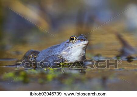 "Moor Frog (Rana arvalis), male during mating season, Feldberg Lake District, Mecklenburg-Western Pomerania, Germany, Europe" View Large Photo Image Stock Photo - "Moor Frog (Rana arvalis), male during mating season, Feldberg Lake District, Mecklenburg-Western Pomerania, Germany, Europe". Fotosearch