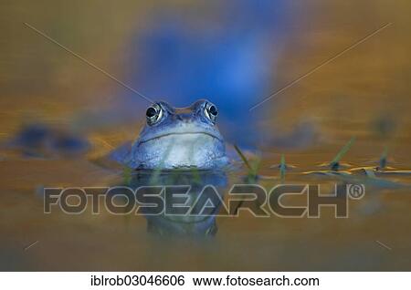 "Moor Frog (Rana arvalis), male during mating season, Feldberg Lake District, Mecklenburg-Western Pomerania, Germany, Europe" View Large Photo Image Stock Photograph - "Moor Frog (Rana arvalis), male during mating season, Feldberg Lake District, Mecklenburg-Western Pomerania, Germany, Europe". Fotosearch