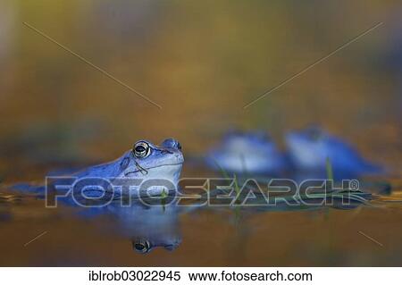 "Moor Frog (Rana arvalis), male during mating season, Feldberg Lake District, Mecklenburg-Western Pomerania, Germany, Europe" View Large Photo Image Stock Photography - "Moor Frog (Rana arvalis), male during mating season, Feldberg Lake District, Mecklenburg-Western Pomerania, Germany, Europe". Fotosearch