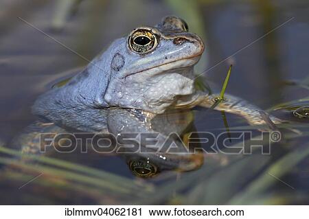 "Moor Frog (Rana arvalis), male in blue colour in the water, Middle Elbe Biosphere Reserve, Saxony-Anhalt, Germany, Europe" View Large Photo Image Stock Image - "Moor Frog (Rana arvalis), male in blue colour in the water, Middle Elbe Biosphere Reserve, Saxony-Anhalt, Germany, Europe". Fotosearch
