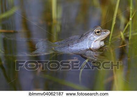 "Moor Frog (Rana arvalis), male in blue colour in the water, Middle Elbe Biosphere Reserve, Saxony-Anhalt, Germany, Europe" View Large Photo Image Stock Photo - "Moor Frog (Rana arvalis), male in blue colour in the water, Middle Elbe Biosphere Reserve, Saxony-Anhalt, Germany, Europe". Fotosearch