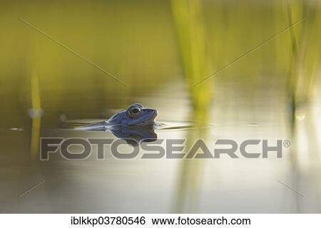 "Moor Frog (Rana arvalis), male in shallow water, Saxony-Anhalt, Germany, Europe" View Large Photo Image Stock Photograph - "Moor Frog (Rana arvalis), male in shallow water, Saxony-Anhalt, Germany, Europe". Fotosearch