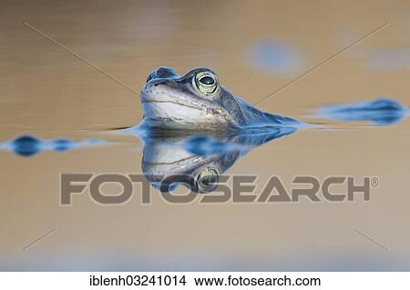 "Moor Frog (Rana arvalis), with reflection in water, Haren, Emsland, Lower Saxony, Germany, Europe" View Large Photo Image Picture - "Moor Frog (Rana arvalis), with reflection in water, Haren, Emsland, Lower Saxony, Germany, Europe". Fotosearch