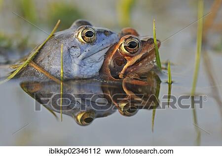 "Moor Frogs (Rana arvalis) during mating, Middle Elbe Biosphere Reserve near Dessau, Saxony-Anhalt, Germany, Europe" View Large Photo Image Stock Image - "Moor Frogs (Rana arvalis) during mating, Middle Elbe Biosphere Reserve near Dessau, Saxony-Anhalt, Germany, Europe". Fotosearch
