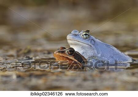 Stock Photograph - "Moor Frogs (Rana arvalis) during mating, Middle Elbe Biosphere Reserve near Dessau, Saxony-Anhalt, Germany, Europe". Fotosearch