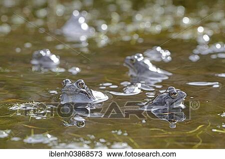 "Moor Frogs (Rana arvalis), Emsland region, Lower Saxony, Germany, Europe" View Large Photo Image Stock Image - "Moor Frogs (Rana arvalis), Emsland region, Lower Saxony, Germany, Europe". Fotosearch