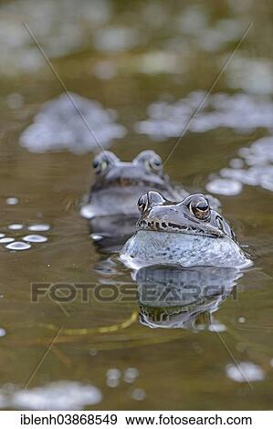 "Moor Frogs (Rana arvalis), Emsland region, Lower Saxony, Germany, Europe" View Large Photo Image Stock Photo - "Moor Frogs (Rana arvalis), Emsland region, Lower Saxony, Germany, Europe". Fotosearch