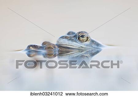 "Moor frogs (Rana arvalis), Haren, Emsland, Lower Saxony, Germany, Europe" View Large Photo Image Stock Image - "Moor frogs (Rana arvalis), Haren, Emsland, Lower Saxony, Germany, Europe". Fotosearch