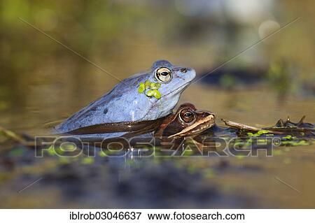 "Moor Frogs (Rana arvalis) in amplexus, Feldberg Lake District, Mecklenburg-Western Pomerania, Germany, Europe" View Large Photo Image Stock Photo - "Moor Frogs (Rana arvalis) in amplexus, Feldberg Lake District, Mecklenburg-Western Pomerania, Germany, Europe". Fotosearch