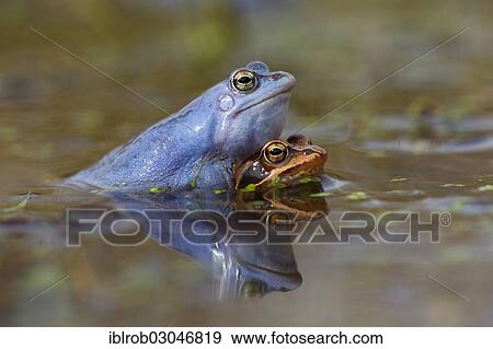 "Moor Frogs (Rana arvalis) in amplexus, Feldberg Lake District, Mecklenburg-Western Pomerania, Germany, Europe" View Large Photo Image Stock Photo - "Moor Frogs (Rana arvalis) in amplexus, Feldberg Lake District, Mecklenburg-Western Pomerania, Germany, Europe". Fotosearch