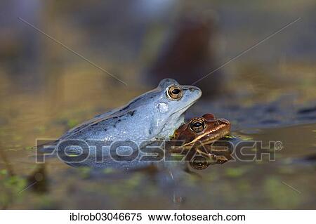 "Moor Frogs (Rana arvalis) in amplexus, Feldberg Lake District, Mecklenburg-Western Pomerania, Germany, Europe" View Large Photo Image Stock Photography - "Moor Frogs (Rana arvalis) in amplexus, Feldberg Lake District, Mecklenburg-Western Pomerania, Germany, Europe". Fotosearch