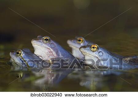 "Moor Frogs (Rana arvalis), males during mating season, Feldberg Lake District, Mecklenburg-Western Pomerania, Germany, Europe" View Large Photo Image Stock Image - "Moor Frogs (Rana arvalis), males during mating season, Feldberg Lake District, Mecklenburg-Western Pomerania, Germany, Europe". Fotosearch