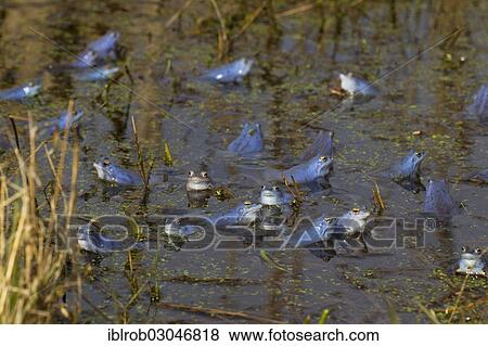"Moor Frogs (Rana arvalis), many males during mating season, Feldberg Lake District, Mecklenburg-Western Pomerania, Germany, Europe" View Large Photo Image Stock Photo - "Moor Frogs (Rana arvalis), many males during mating season, Feldberg Lake District, Mecklenburg-Western Pomerania, Germany, Europe". Fotosearch
