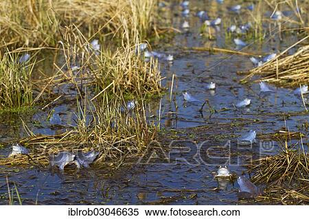 "Moor Frogs (Rana arvalis), many males during mating season, Feldberg Lake District, Mecklenburg-Western Pomerania, Germany, Europe" View Large Photo Image Stock Photography - "Moor Frogs (Rana arvalis), many males during mating season, Feldberg Lake District, Mecklenburg-Western Pomerania, Germany, Europe". Fotosearch