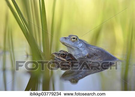 Picture - "Moor frogs (Rana arvalis) mating, Saxony-Anhalt, Germany, Europe". Fotosearch