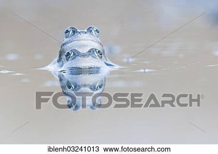 Stock Image - "Moor frogs (Rana arvalis), mating, Haren, Emsland, Lower Saxony, Germany, Europe". Fotosearch