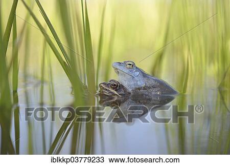 Stock Image - "Moor frogs (Rana arvalis) mating, Saxony-Anhalt, Germany, Europe". Fotosearch