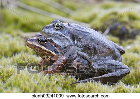 Stock Photo - "Moor frogs (Rana arvalis), mating, Haren, Emsland, Lower Saxony, Germany, Europe". Fotosearch