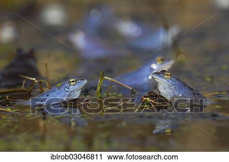 "Moor Frogs (Rana arvalis), two pairs in amplexus, Feldberg Lake District, Mecklenburg-Western Pomerania, Germany, Europe" View Large Photo Image Stock Image - "Moor Frogs (Rana arvalis), two pairs in amplexus, Feldberg Lake District, Mecklenburg-Western Pomerania, Germany, Europe". Fotosearch
