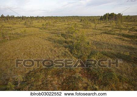 Stock Image - "Moor landscape, Mittel-Finnland, Finland, Europe". Fotosearch