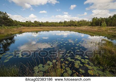 Stock Photograph - "Moor landscape with a lake near Henne Beach, West Jutland, Denmark, Europe". Fotosearch