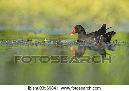 Stock Photo - "Moorhen (Gallinula chloropus) with its reflection in the water, Ruse, North Bulgaria, Bulgaria, Europe". Fotosearch