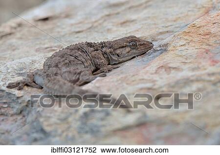 Stock Image - "Moorish Wall Gecko (Tarentola mauritanica), adult on rock, Algarve, Portugal, Europe". Fotosearch