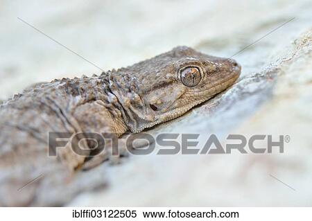 "Moorish Wall Gecko (Tarentola mauritanica), adult on rock, Algarve, Portugal, Europe" View Large Photo Image Stock Photography - "Moorish Wall Gecko (Tarentola mauritanica), adult on rock, Algarve, Portugal, Europe". Fotosearch