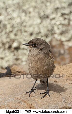 Stock Image - "Moorland Chat or Alpine Chat (Cercomela sordida), Bale Mountains National Park, Bale Zone, Oromia Region, Ethiopia, Africa". Fotosearch