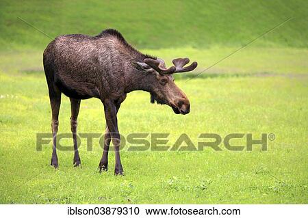 "Moose (Alces alces), adult, male, Alaska Wildlife Conservation Center, Anchorage, Alaska, United States, North America" View Large Photo Image Stock Image - "Moose (Alces alces), adult, male, Alaska Wildlife Conservation Center, Anchorage, Alaska, United States, North America". Fotosearch