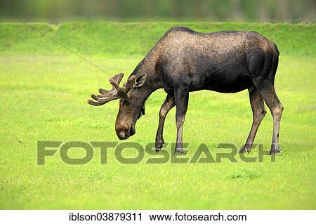 "Moose (Alces alces), adult, male, Alaska Wildlife Conservation Center, Anchorage, Alaska, United States, North America" View Large Photo Image Stock Image - "Moose (Alces alces), adult, male, Alaska Wildlife Conservation Center, Anchorage, Alaska, United States, North America". Fotosearch