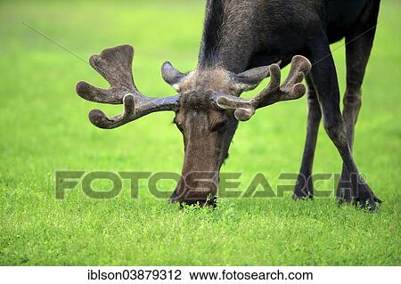 "Moose (Alces alces), adult, male, eating, Alaska Wildlife Conservation Center, Anchorage, Alaska, United States, North America" View Large Photo Image Stock Image - "Moose (Alces alces), adult, male, eating, Alaska Wildlife Conservation Center, Anchorage, Alaska, United States, North America". Fotosearch