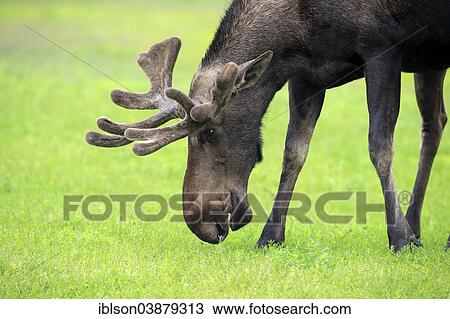 "Moose (Alces alces), adult, male, eating, Alaska Wildlife Conservation Center, Anchorage, Alaska, United States, North America" View Large Photo Image Stock Image - "Moose (Alces alces), adult, male, eating, Alaska Wildlife Conservation Center, Anchorage, Alaska, United States, North America". Fotosearch
