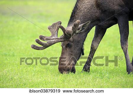 "Moose (Alces alces), adult, male, eating, Alaska Wildlife Conservation Center, Anchorage, Alaska, United States, North America" View Large Photo Image Stock Photo - "Moose (Alces alces), adult, male, eating, Alaska Wildlife Conservation Center, Anchorage, Alaska, United States, North America". Fotosearch
