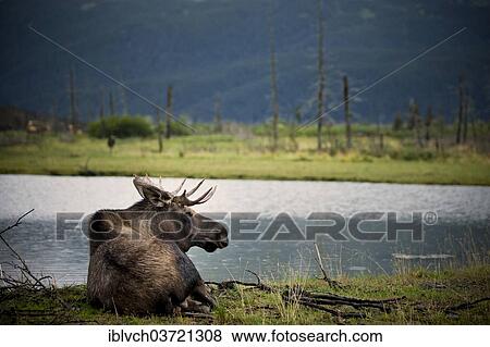 "Moose (Alces alces), Alaska Wildlife Conservation Center, Alaska, United States, North America" View Large Photo Image Stock Photo - "Moose (Alces alces), Alaska Wildlife Conservation Center, Alaska, United States, North America". Fotosearch