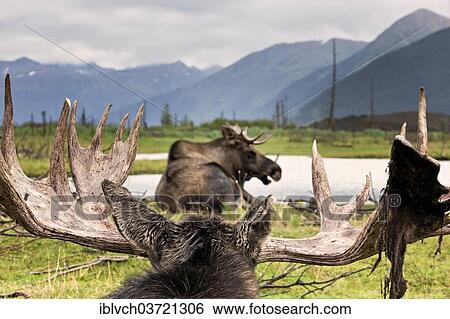 "Moose (Alces alces), Alaska Wildlife Conservation Center, Alaska, United States, North America" View Large Photo Image Stock Photograph - "Moose (Alces alces), Alaska Wildlife Conservation Center, Alaska, United States, North America". Fotosearch