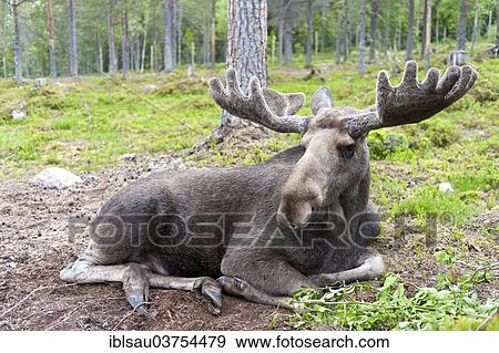 "Moose (Alces alces), bull lying in the woods with the palmate antlers in velvet, in a moose park, Morkret, Dalarna County, Sweden, Europe" View Large Photo Image Stock Photo - "Moose (Alces alces), bull lying in the woods with the palmate antlers in velvet, in a moose park, Morkret, Dalarna County, Sweden, Europe". Fotosearch