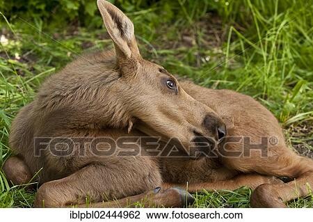 "Moose (Alces alces) calf, Alaska" View Large Photo Image Stock Image - "Moose (Alces alces) calf, Alaska". Fotosearch
