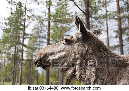 Stock Image - "Moose (Alces alces), cow moose in the woods, moose park, Morkret, Dalarna County, Sweden, Europe". Fotosearch