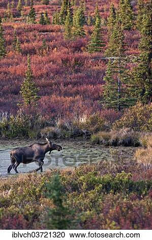 Stock Image - "Moose (Alces alces), Denali National Park, Alaska, United States, North America". Fotosearch